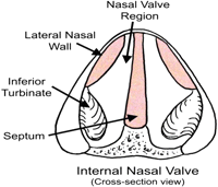 Lower edge of upper lateral cartilage
Nasal septum
Anterior edge of inferior turbinate