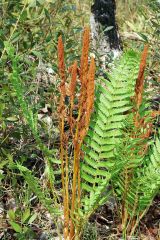 Cinnamon fern.  Circinate venation; grows in circular clusters; stem has hairs that are cinnamon colored in the spring but are naked in the fall.
