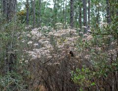 Native wild azalea.  Bloom is pink and white, blooms in circular clusters.