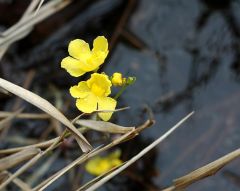 floating bladderwort.  Yellow personate corolla.
