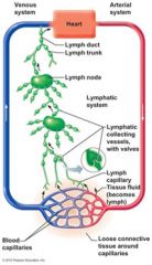 The lymphatic vessels