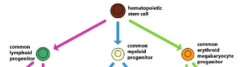 Three progenitor cells:
common lymphoid
common myeloid
common erythroid