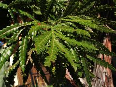 Com. name:  Catalina fern-leaf ironwood