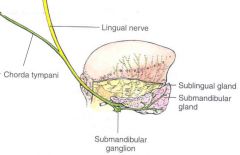 Lingual nerve (sensory nerve), traverses the floor of mouth and during submandibular gland surgery attaches to the deep superior surface of the submandibular gland via the submandibular ganglion