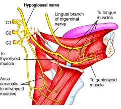 Hypoglossal nerve provides MOTOR function fo the tongue and is medial to the digastric muscle, which is medial to the submandibular gland