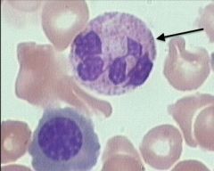 40-70% of WBC, 3-7 lobe nucleus, pale lilac cytoplasm with fine granules