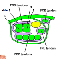 superficialis
- tendons split 
insert on the distal phalanges 