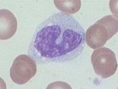Largest of WBC, makes 3-8% of WBC, Dark blue nucleus, kidney shaped, cytoplasm stained gray-blue