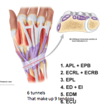 contents: 
6 tunnels
9 tendons
synovial sheaths 