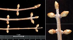 Genus: Metasequoia
Trivial: glyptostroboides
Family: Cupressaceae