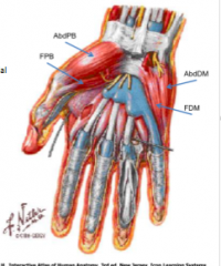 intrinsic muscles of the hand: layer 1

thenar muscles: 
- abductor pollicies brevis (abdPB)
- flexor pollicis brevis (FPB) 

hypothenar muscles 
- abductor difiti minimi (abdDM)
- flexor digiti minimi (FDM)
--> arise from edges of flexor reti...