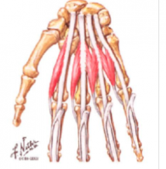 layer 2:
lumbricals (x4):

- arise from FDP tendons
- pass to lateral side of digit 
- insert (dorsally) into ext expansion (2-5)

flex the metacarpal phalgeal jonts
extent the interphalangeal joints 