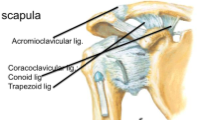 Acromioclavicular (AC) joint

- connects acromial end of clavicle with scapula 
- plane joint

intrinsic ligament
- acromioclavicular joint 

extrinsic ligament
- caracoclaviclar 
conoid: inserts at the base of the clavicle (wider here)- sagit...