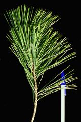 Genus: Pinus
Trivial: lambertiana
Family: Pinaceae
* 5-needle (2''- 4'')