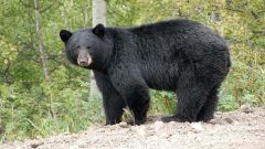 The Black Bear loves an area with older pine trees and plentiful food.