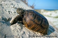 The Gopher Tortoise uses his feet to dig in the sand dunes.