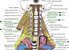 - prevertebral fascia

- vertebral arteries (transverse foramina)
- phrenic nerve lies on scalenus anterior 
- cervical part of sympathetic chain (anterior to fascia)
- superior, middle and inferior cervical ganglia