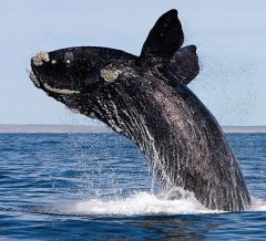 The right whale needs salt water and plenty of plankton to eat.