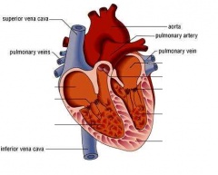 1. Vena cava
2. Pulmonary vein
3. Pulmonary artery
4. Aorta