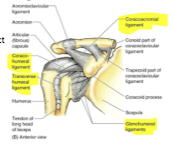 ligaments of the GH joint 
intrinsic: 
- coracohumeral- provides support from posterior aspect 
- glenohumeral- between regions- slight openings allow place for synovial fluid to make contact with bursa 