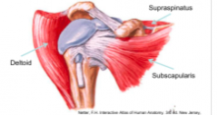 subacromial bursa located under acromion process of the scapula 

susceptible to irritation during shoulder abduction 