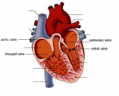 Tricuspid valve - located between the right atrium and the right ventricle. 
 
Pulmonary valve - located between the right ventricle and the pulmonary artery.

Mitral valve - located between the left atrium and the left ventricle.

Aortic va...