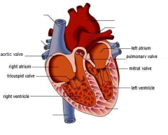 prevents blood right valve atrium exam function structure body tricuspid flow into cram flashcards located between ventricle