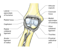 Elbow joint: 
compound joint b/w humerus, ulna and radius 
hinge joint 
capsule houses two distinct joints: 
- elbow
- proximal radioulnar

only in complete flexion do you have contact with radius and humerus

