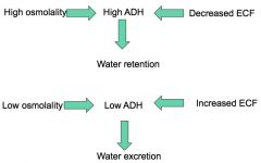 How sensitive is ADH regulation to changes in plasma osmolality?