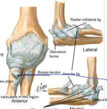 ligaments of elbow joint: 
ulnar collateral ligament 
3 bands
- anterior
- posterior
- oblique 

radial collateral ligament 
- blends with annular ligament 
