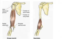 flexion muscles at elbow joint 

help with supernation- most effective when elbow is flexed 
