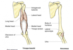extension muscles at elbow joint: 
