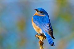 The Eastern Blue Bird builds its nest in pine trees and enjoys living near its food source.