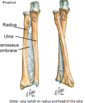 interosseous membrane transmits forces 
- at proximal end only 20% through radius 
- at distal end 80% force placed on teh radius are transmitted to the ulna


fraction at one end may lead to dislocation at the other end  