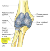 proximal radioulnar joint 

b/w head of radius and radial notch of ulna 
pivot, synovial joint 
within elbow joint capsule 