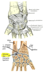 distal radioulnar joint 
between head of ulna and ulnar notch on radius 
pivot, synovial 
ligaments: anterior and posterior 