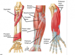 supination 
- supinator
- biceps brachii
- assisted by: 
      extensor pollicis longus 
      extensor carpi radialis longus 