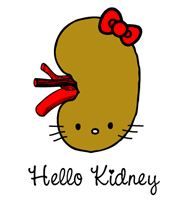 the kidneys