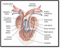 Amphibians have a 3 chambered heart that consists of:
1 Ventricle, Left Atrium, Right Atrium, and Conus Arteriosus