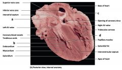 Mammalian Heart
a)
b)
c)
d)