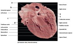a) superior vena cava
b) inferior vena cava
c) left AV valve
d) coronary blood vessels
e) opening of coronary sinus
f) right AV valve