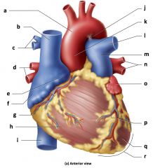 a) Aortic arch
b) Superior vena cava
c) Branches of the
right pulmonary
artery
d) Right pulmonary
veins
e) Right auricle
f) Right atrium
g) Coronary sulcus
h) Right ventricle
i) Inferior vena cava
j) Ligamentum
arteriosum
k) Ascendin...