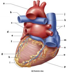 a) aorta
b) left pulmonary
artery
c) left pulmonary
veins
d) left atrium
e) coronary sulcus
f) coronary sinus
g) fat
h) left ventricle
i) apex of heart
j) superior
vena cava
k) right pulmonary
artery
l) right pulmonary
veins
m) ri...