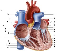 a) aorta
b) right pulmonary
artery
c) superior vena cava
d) right pulmonary
veins
e) interatrial
septum
f) right atrium
g) fossa ovalis
h) pectinate muscles
i) right AV
(tricuspid) valve
j) tendinous cords
k) trabeculae carneae
l) r...