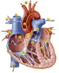 What is the path of blood flow through the heart?
