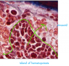 Darker is hematopoietic part; lighter is sinusoid. They are separated by a layer of epithelium which the migrating cells have to get through similar to extravasation in inflammation