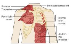 The secondary muscles of respiration. They include the neck muscles (sternocleidomastoids), the chest pectoralis major muscles, and the abdominal muscles.