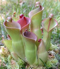 The pitcher plant grows in poor muddy soil and needs to catch insects to stay healthy.