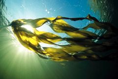 Seaweed is a plant that lives under salty water.