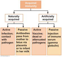 the antibodies are obtained from the serum of an immune human or animal donor. B cells are not challenged by the antigen, and immunological memory does not occur. 
Passive immunity is conferred naturally on a fetus when the mother's antibodies cr...